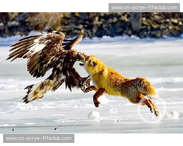 巅峰对决一触即发！河豚直播带你直击湖人vs掘金的恩怨情仇